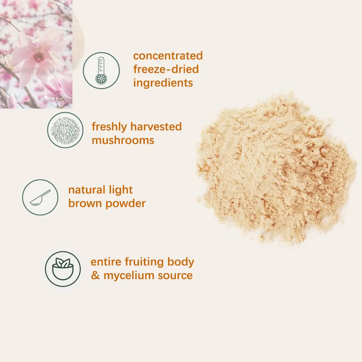 Food Health Organic Lion Bristle Mushroom Powder - Rooted Regenerative: Sustainable Foods for the Future